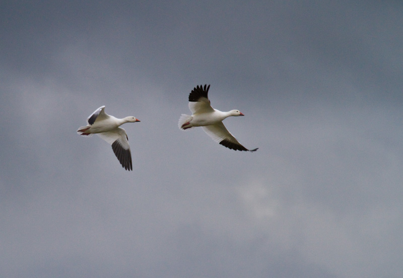 Snow Geese In Flight